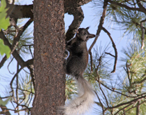 Grand Canyon National Park North Rim - Kaibab Squirrel 0188
