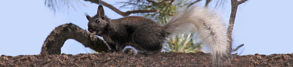 Kaibab Squirrel 1