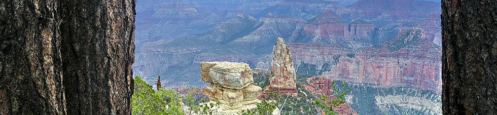 Kaibab Squirrel 1