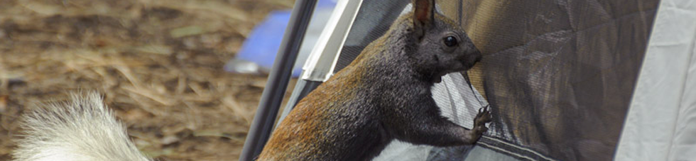 Kaibab Squirrel 1